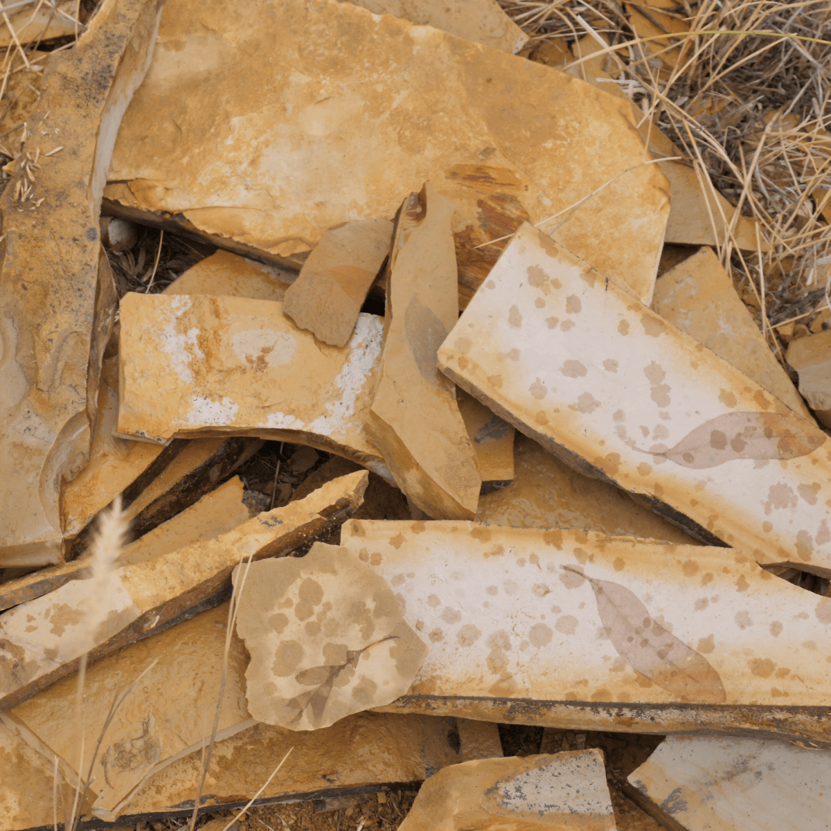 Succor Creek Leaf&nbsp;Fossils