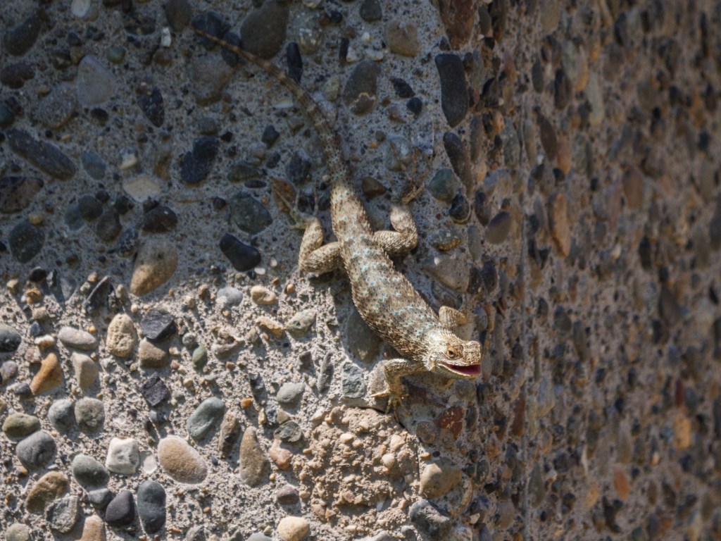 Western Fence Lizard
